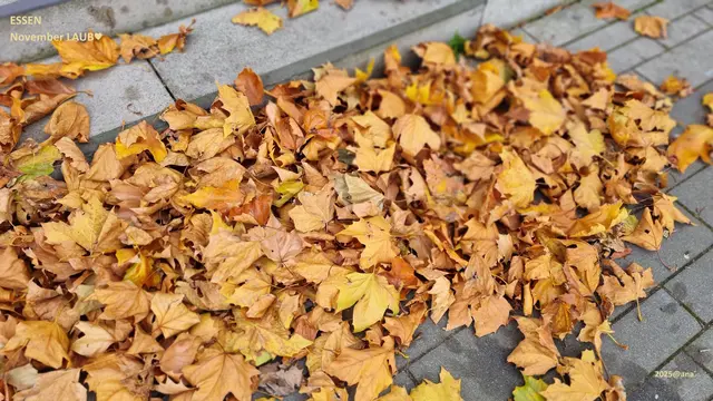 LAUB... Nähe GRUGAHALLE/Vorplatz

2025@ana´