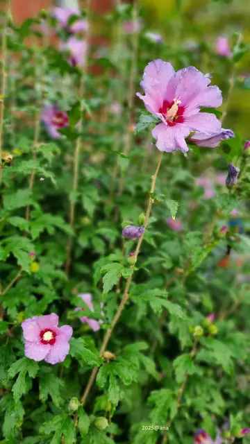 eine Blume ist eine Blume ist ....