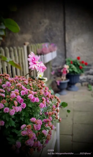 auf der "Maggi-HÖHE" ♥