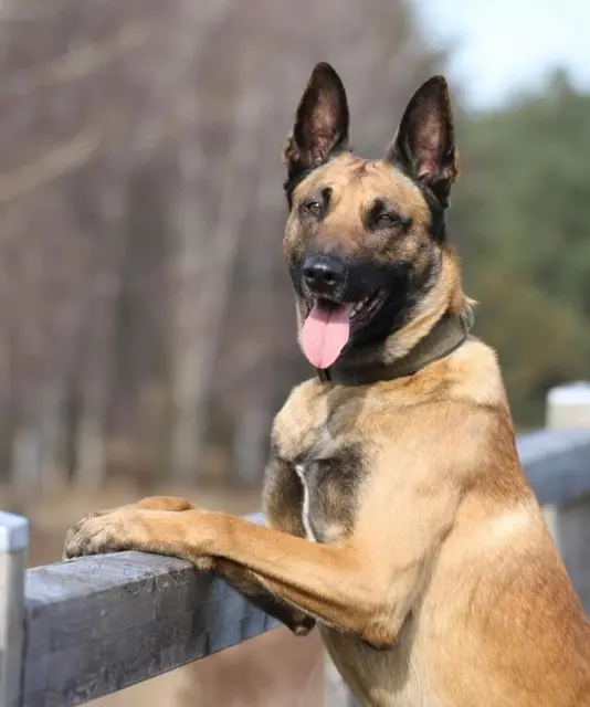 Buddy | Foto: Polizei Duisburg