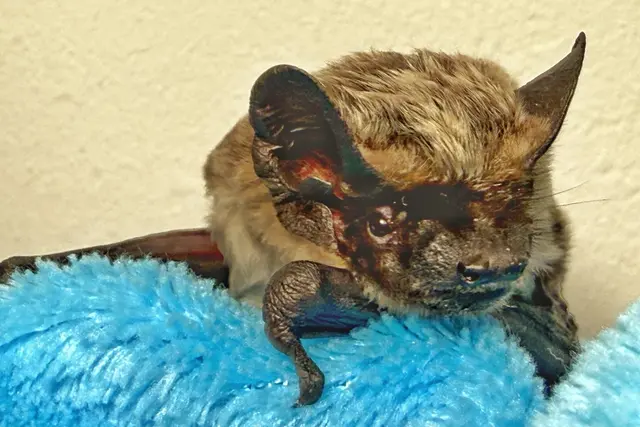 Fledermaus "Zollivia"; Bildquelle: Guido Hoehne / Fledermaus NRW e.V. | Foto: Hauptzollamt Düsseldorf