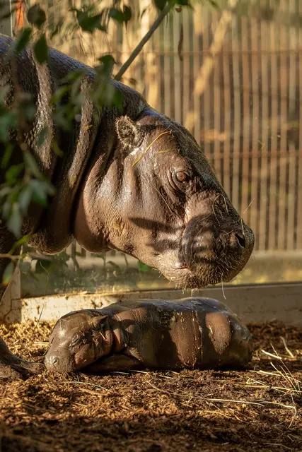 Panya, der Flusspferde-Nachwuchs im Duisburger Zoo, wird von Mutter Ayoka nicht aus den Augen gelassen. | Foto: Zoo Duisburg/J. Rodriguez