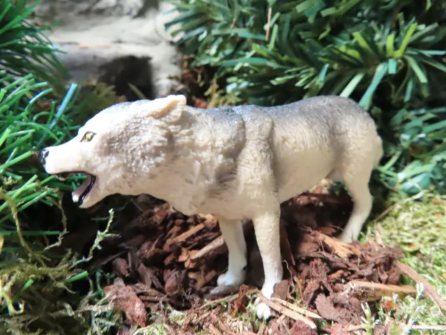 Der Wolf durchstreift wieder die Wälder des Sauerlandes.