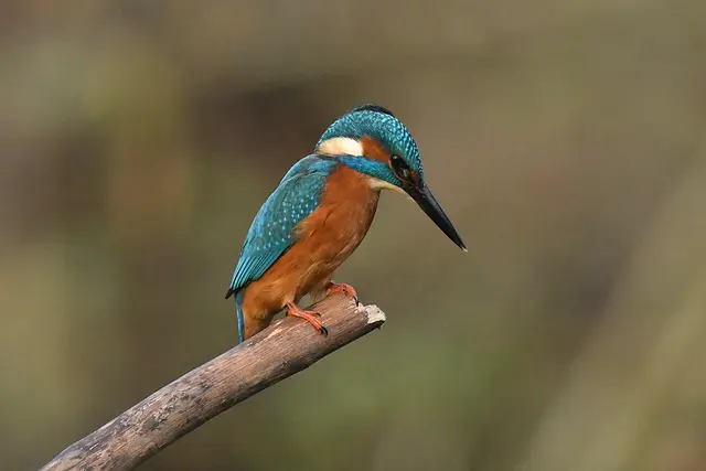 Foto: Copyright Andreas Schäfer