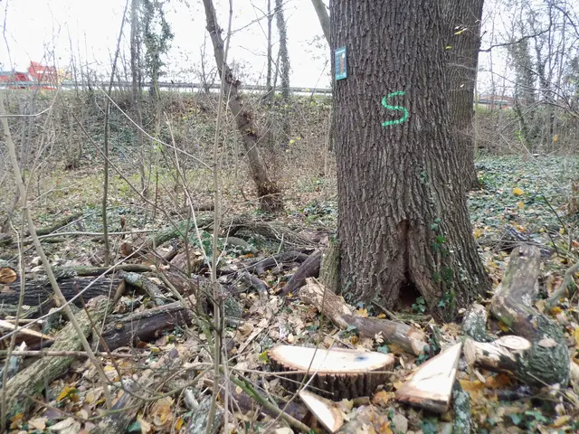Abgesägter Baum, gekennzeichnet als Habitatbaum.
Standort: Wäldchen Am Ostglacis, Wesel. | Foto: Siegmund Walter, 10.12.2025, 10:25 Uhr