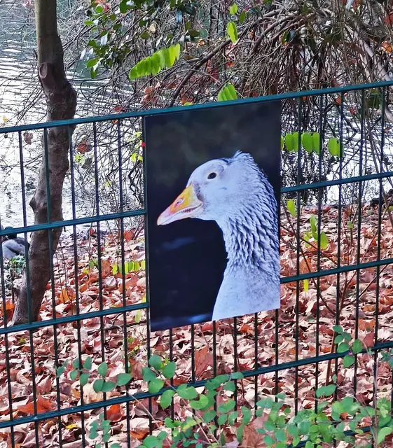 Foto privat von Schäl, zum Gedenken an seinen Tod auf der Brutstätte, durch einen Hund