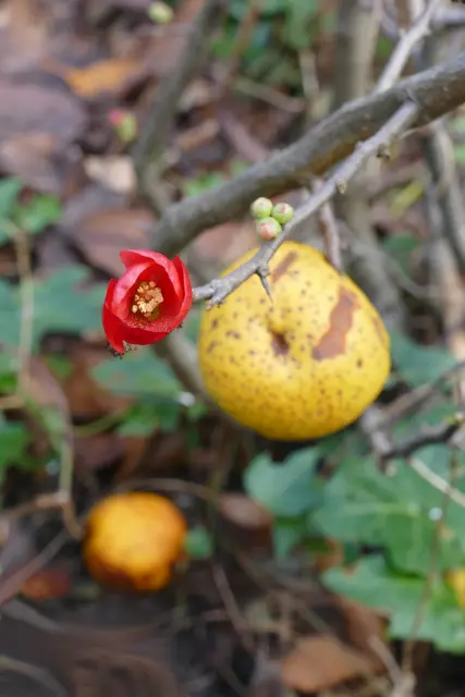 Zierquitte mit Blüte, 19. Dezember 2025