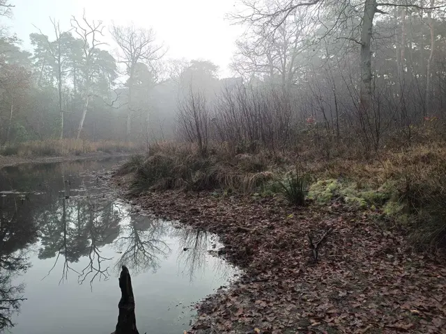 Der Aufwuchs bestand zum großen Teil aus Traubenkirsche und Brombeere. | Foto: J.Kl.