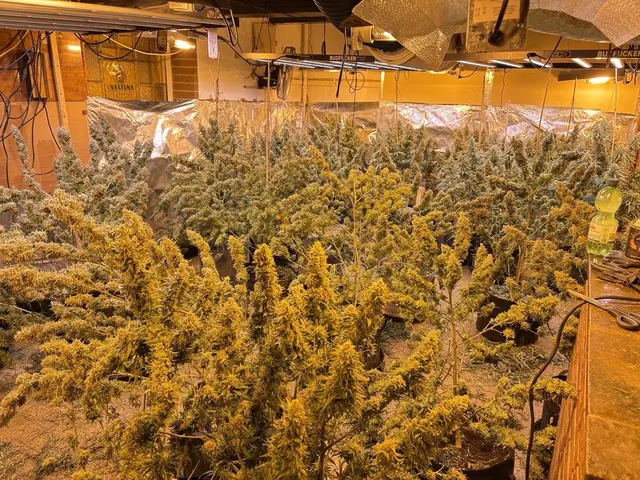 Cannabisplantage Welver-Borgeln | Foto: KPB Soest