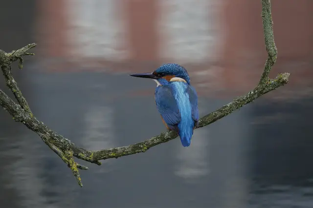 Rod Gebels Foto ist auf der Newswall zu sehen. Foto: Rod Gebel