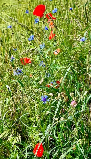 Foto: Text & Foto:  Wolfgang Scholmanns