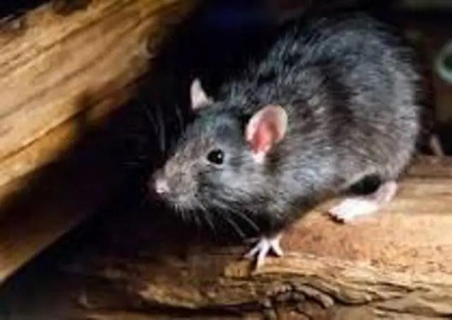 Ratten fressen gerne Restessen... nichts Eßbares auf  Straßen, Wege, Randstreifen werfen | Foto: Privat