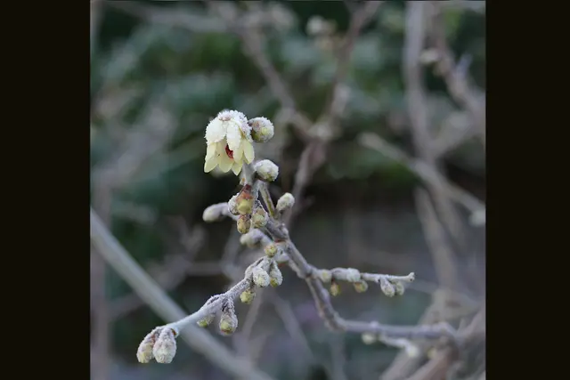 "Blumen sind in unserem Land erschienen", Hoheslied 2,11-12. Wintersweet, Dezember 2026