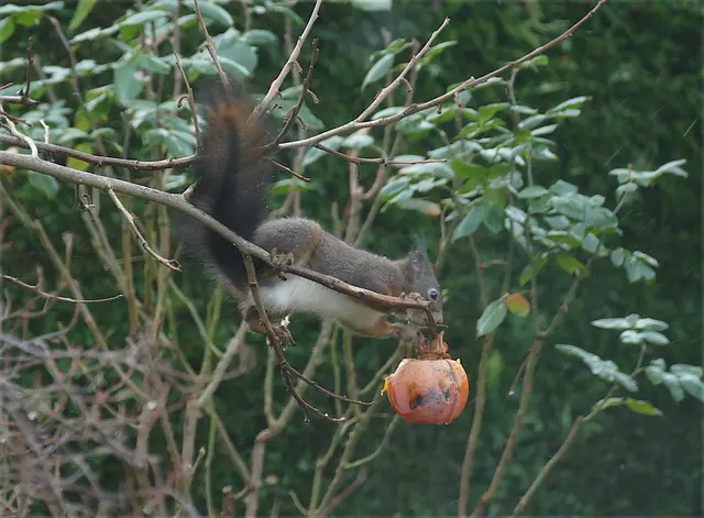 2. Januar 2026. Eichhörnchen und Dattelpflaume