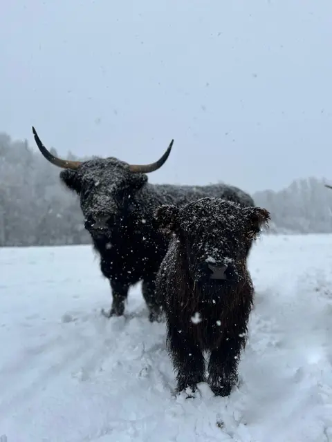 Den schottischen Hochlandrindern mit ihrem dicken Fell machen Schnee und Kälte nichts aus. | Foto: privat/Rechte: Westfälisch-Lippischer Landwirtschaftsverband
