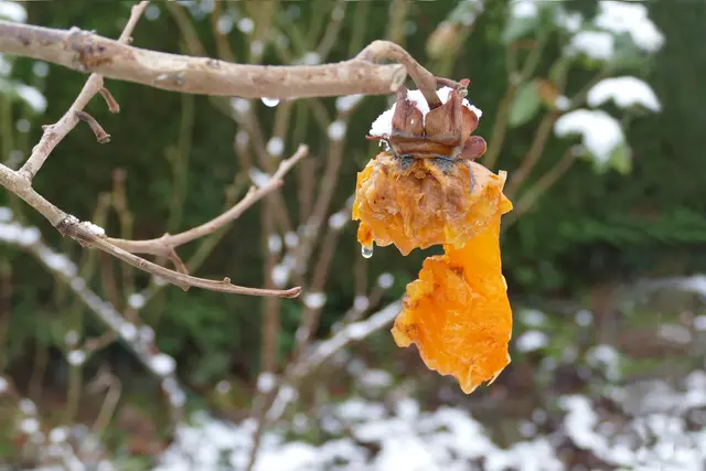 Überreife Dattelpflaume (kaki) am 6. Januar 2026