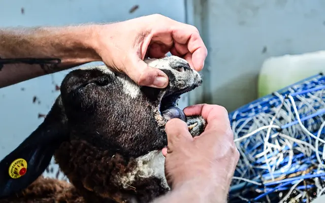 Schafe und Rinder im Ennepe-Ruhr-Kreis könnten durch die Blauzungenkrankheit gefährdet sein. Foto: Lars Fröhlich/FUNKE Foto Services