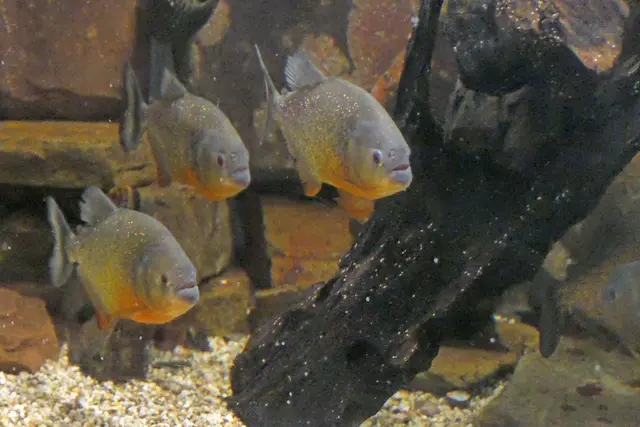 Wegen der fehlenden warmen Zuflüsse werden Piranhas in der Ruhr wohl in absehbarer Zeit keine stabile Population aufbauen können. Dennoch werden dort von Aquarianern ab und zu  Tiere ausgesetzt werden.