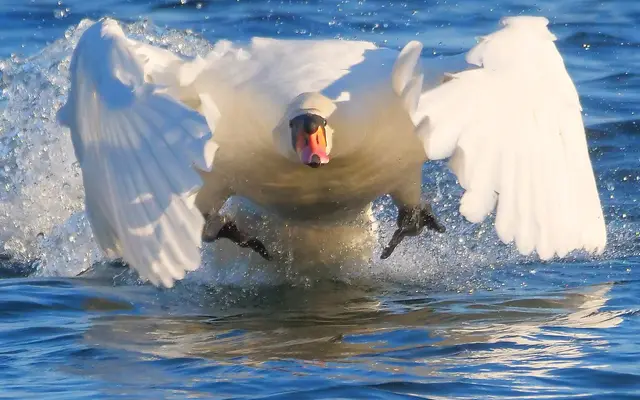 Foto: Copyright Rod Gebel