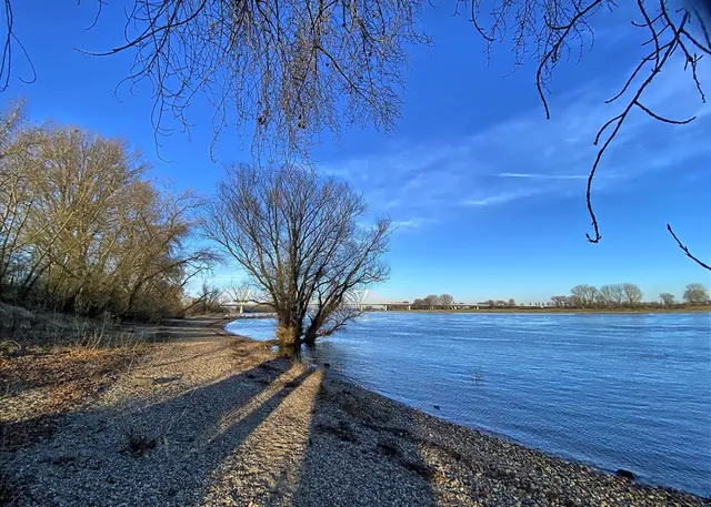 Am Rheinufer mit Flughafenbrücke | Foto: c Margot Klütsch