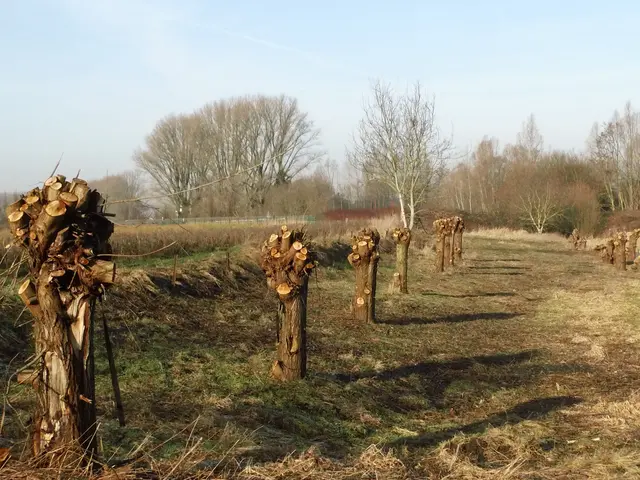 Niederrheinische Landschaft in Wesel-Büderich an der Gindericher Straße  | Foto: Siegmund Walter, 20.01.2026, 11:25 Uhr