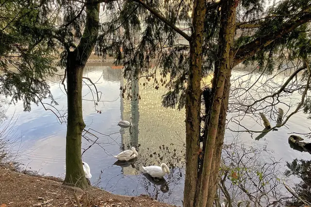 Schwäne auf der Landskrone mit Spiegelung des Dreischeibenhauses | Foto: Margot Klütsch