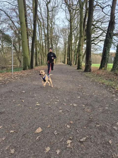 Mischlingshund Charlie wurde auf den Straßen Ungarns geboren. Über den Tierschutz kam er vor zehn Monaten zu Marc Howahl (39). Der trainiert täglich mit ihm, und so nehmen die Beiden bereits an "Canicross"-Laufveranstaltungen teil. Dabei ist ganz viel Disziplin, Erziehung und Kondition gefragt. | Foto: dab