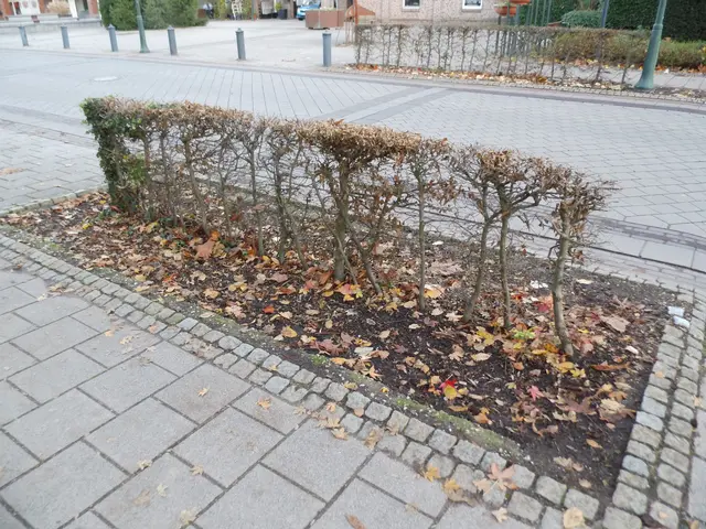 Straßengrünstreifen In Kevelaer, sinnvollerweise mit undurchdringbaren Heckenpflanzen neu bepflanzt.  | Foto: Siegmund Walter, 21.11.2026