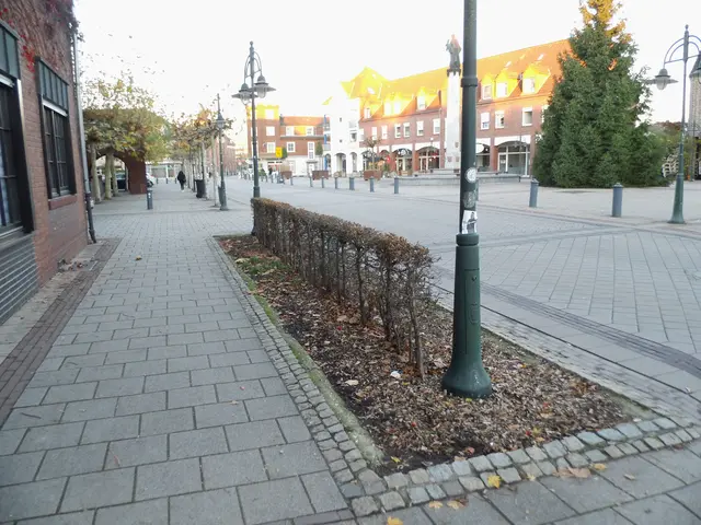 Straßengrünstreifen In Kevelaer, sinnvollerweise mit undurchdringbaren Heckenpflanzen neu bepflanzt.  | Foto: Siegmund Walter, 21.11.2025