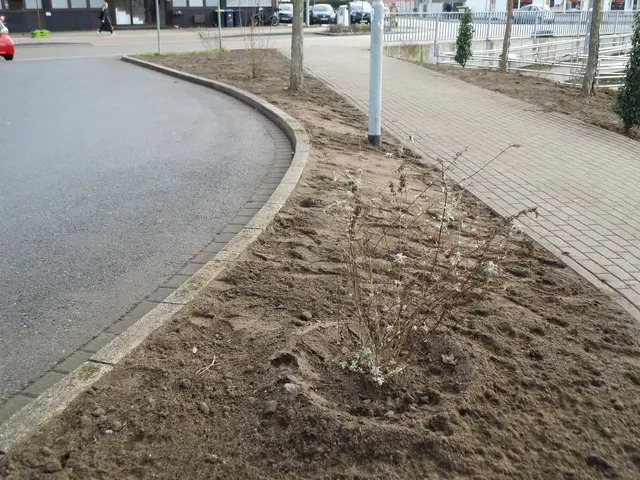 Neu bepflanzter Grünstreifen P + R Parkplatz Weseler Hauptbahnhof an der Friedenstraße. Schuhabdrücke, die teilweise ganze Teilbereiche geglättet haben, zeigen dass für dieses Beet keine Empathie besteht.
Außerdem weist das Pflanzenbeet große Lücken auf, was auf eine Entwendung einiger Pflanzen hindeutet. | Foto: Siegmund Walter, 23.01.2026, 12:39 Uhr