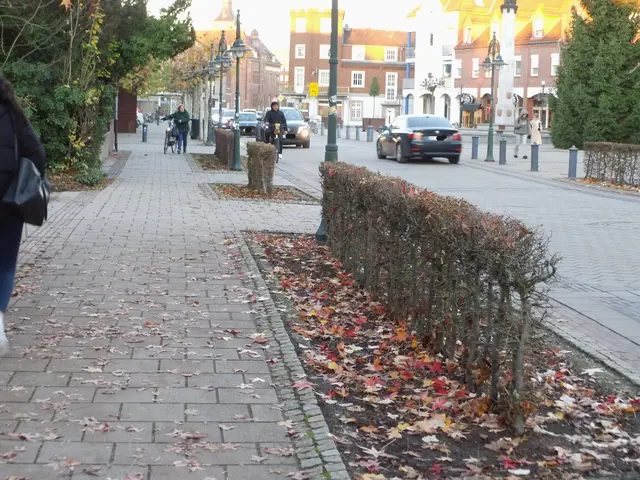 Straßengrünstreifen In Kevelaer, sinnvollerweise mit undurchdringbaren Heckenpflanzen neu bepflanzt.  | Foto: Siegmund Walter,21.11.2025
