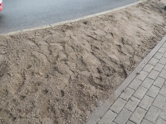 Neu bepflanzter Grünstreifen P + R Parkplatz Weseler Hauptbahnhof an der Friedenstraße. Schuhabdrücke, die teilweise ganze Teilbereiche geglättet haben, zeigen dass für dieses Beet keine Empathie besteht.
Außerdem weist das Pflanzenbeet große Lücken auf, was auf eine Entwendung einiger Pflanzen hindeutet. | Foto: Siegmund Walter, 23.01.2026, 12:38 Uhr