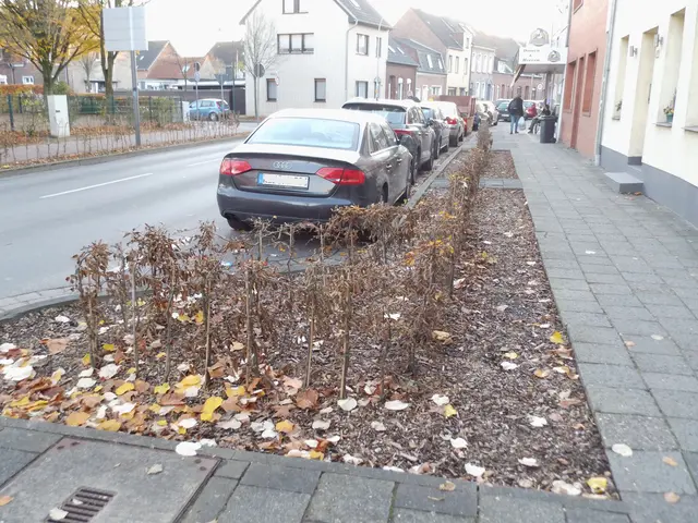 Straßengrünstreifen In Kevelaer, sinnvollerweise mit undurchdringbaren Heckenpflanzen neu bepflanzt.  | Foto: Siegmund Walter, 21.11.2025