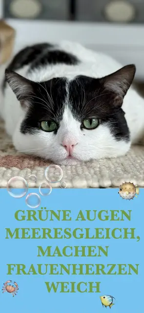 Der kleine Seelenschmeichler macht wirklich Frauenherzen weich. Ehrlich :-) | Foto: Andreas Schulz