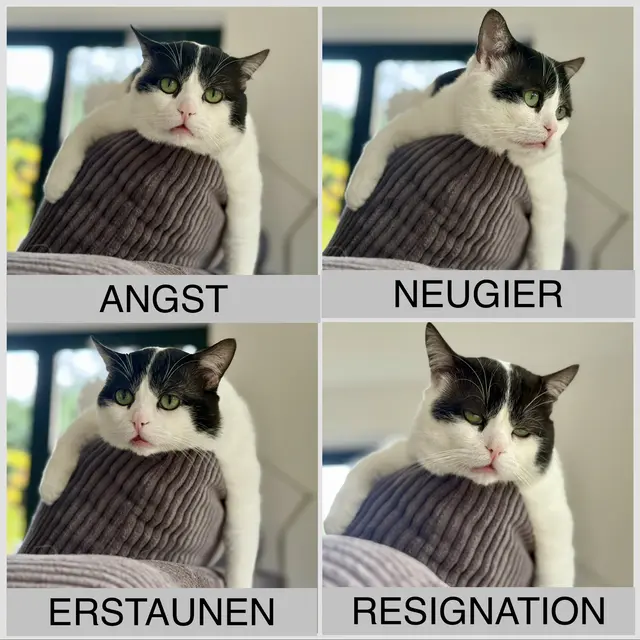 Der "Kleine" hat mehr Gesichtsausdrücke als Jerry Lewis. Überzeugt euch selbst :-) | Foto: Andreas Schulz