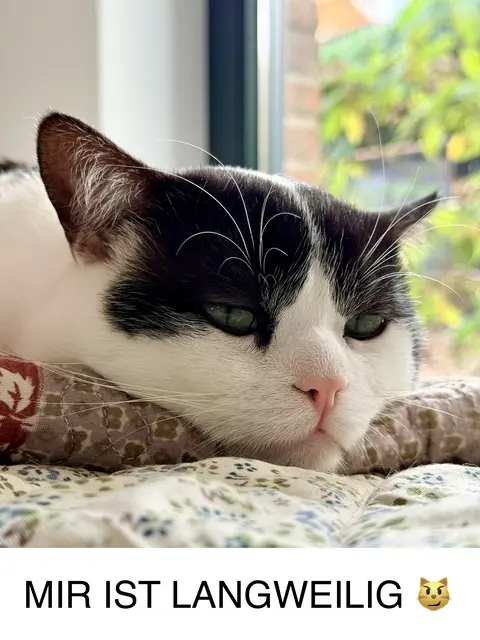 In den Mund gelegt. :-) | Foto: Andreas Schulz