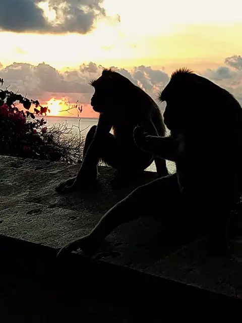Bali: Langschwanzmakaken.
Foto von Larisa H. einer lieben Freundin. 