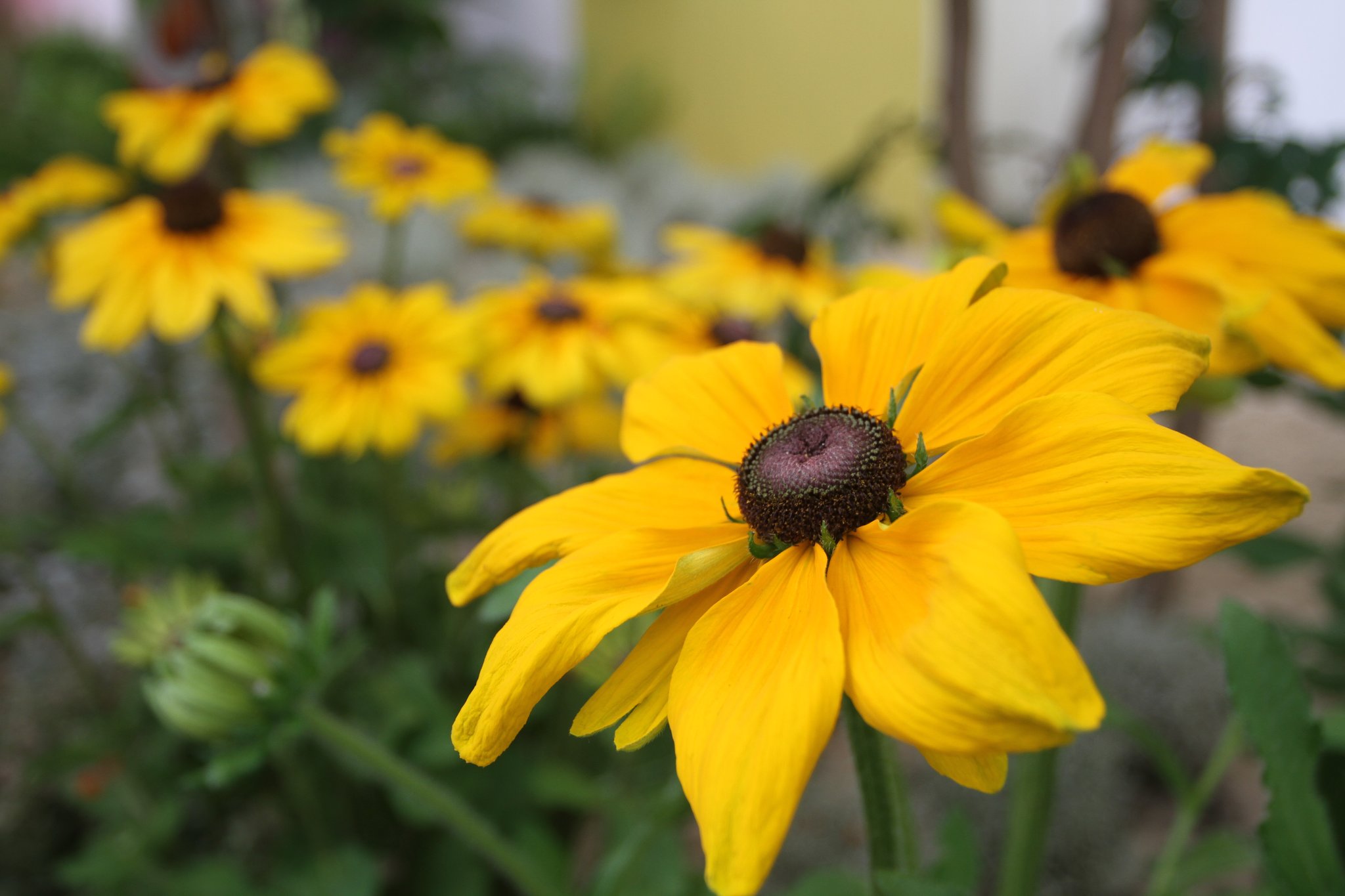 Sonnen- und Schattenseiten - Staudenpracht im Garten