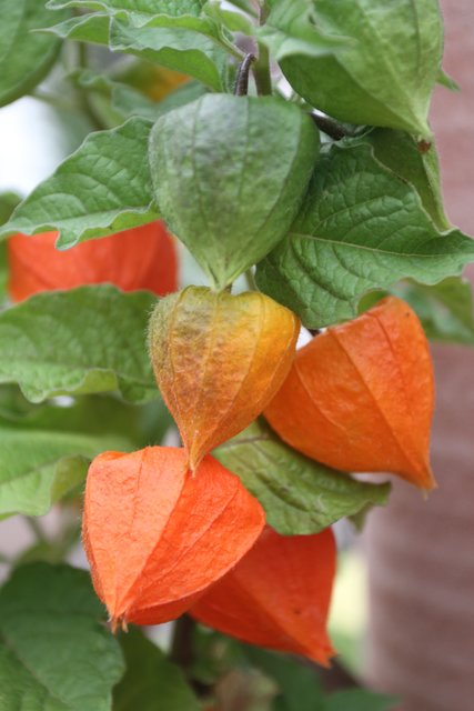 Sonnen- und Schattenseiten - Staudenpracht im Garten