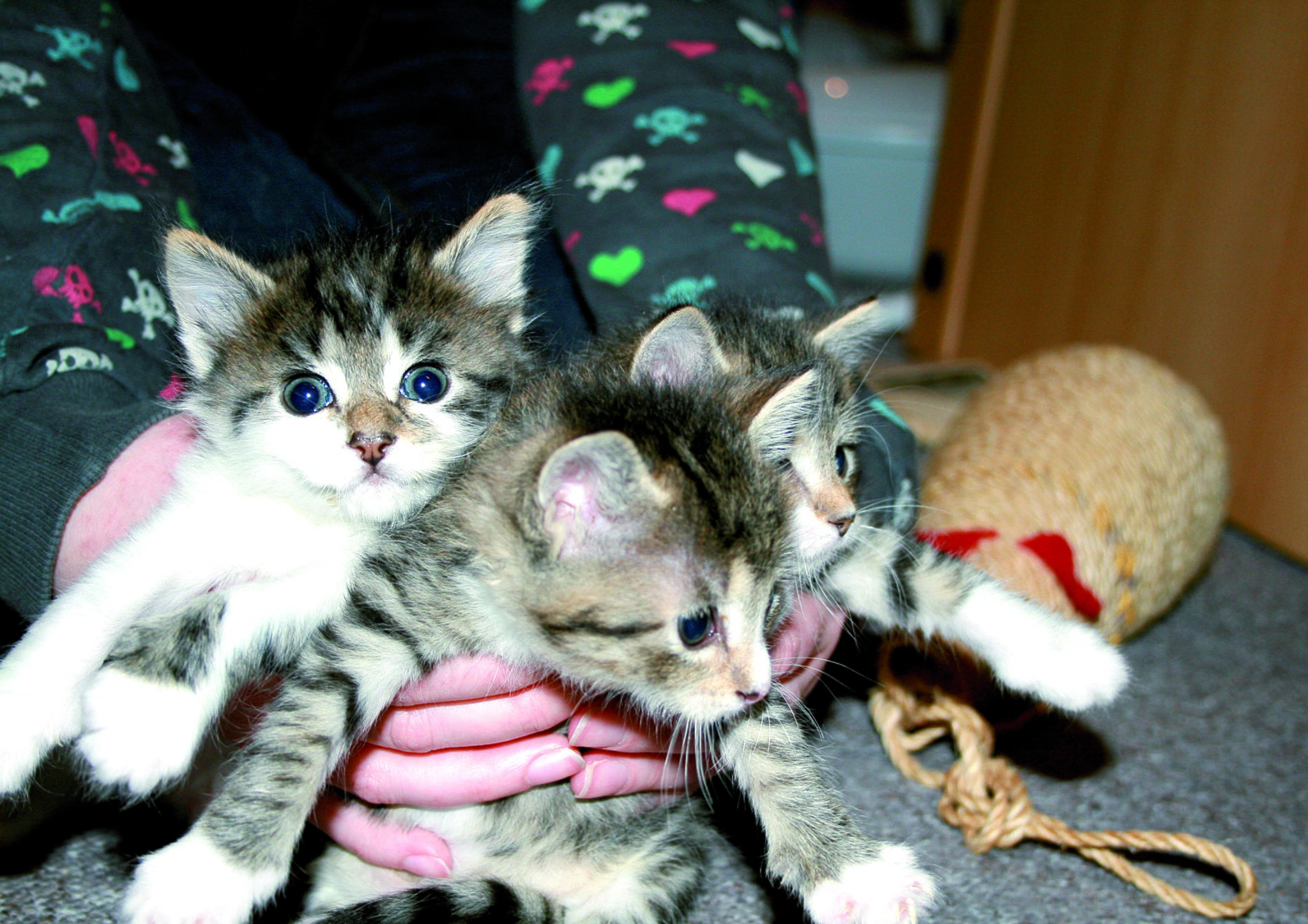  Warum gibt es (noch) keine Katzensteuer? Motiv 