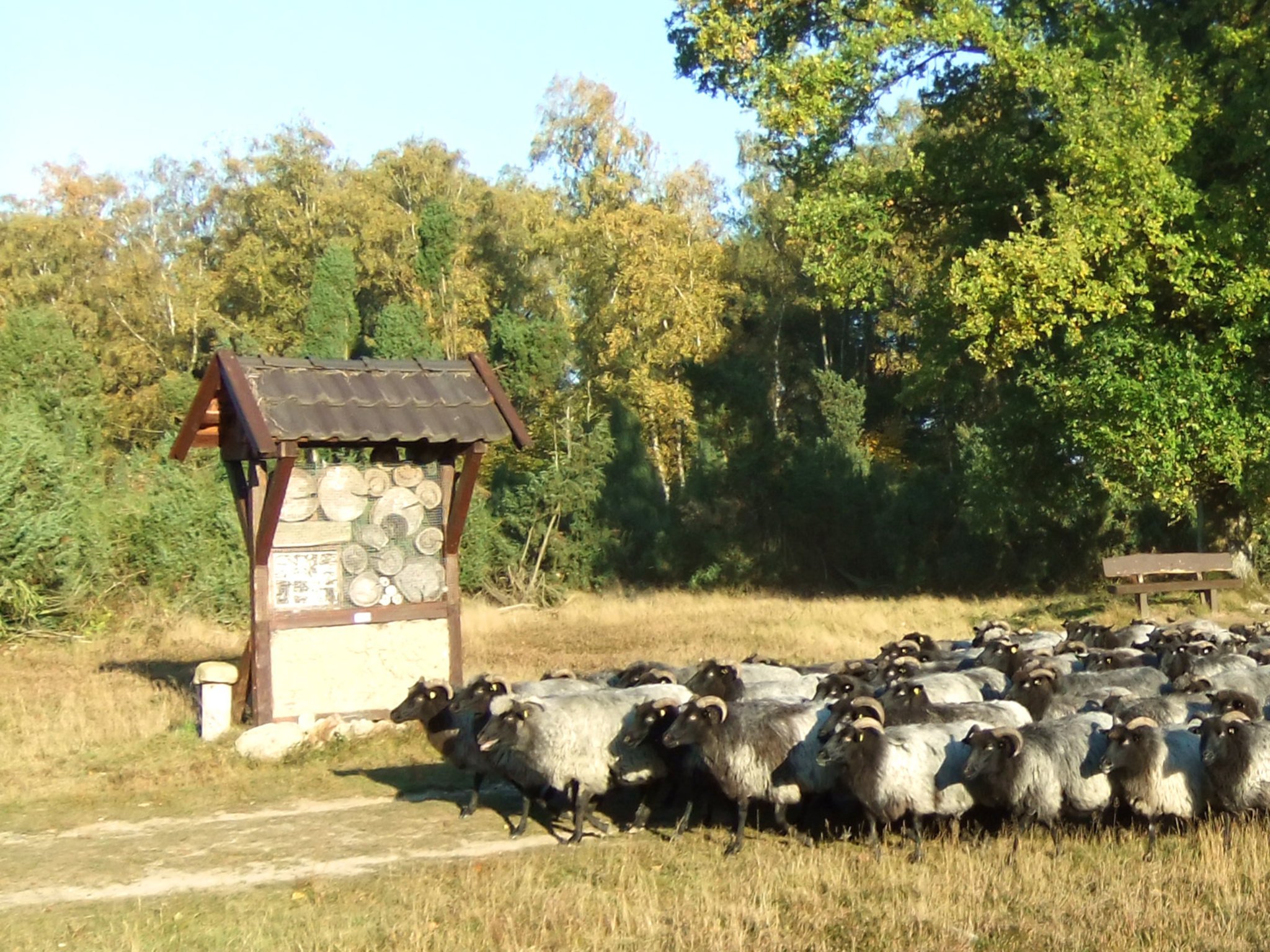 Wanderung durch die Wacholderheide