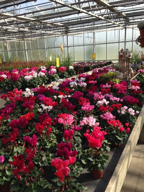 Ein besonderer Hingucker sind die Alpenveilchen. | Foto: Guido Rösgen