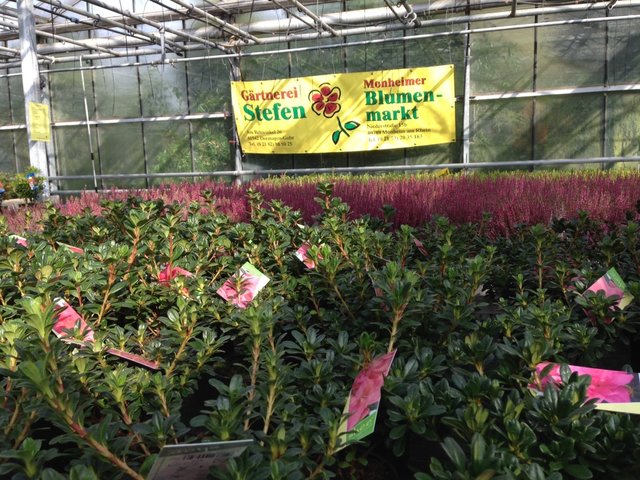 Die im Hintergrund sichtbare Knospenheide ist eine dankbare Pflanze für Herbst und Winter. | Foto: Guido Rösgen.