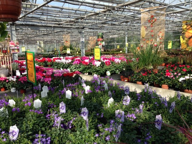 Das Herbstleuchten der zahlreichen Blumen und Stauden ist für jeden ein Gewinn, der sich mit ihnen umgibt. | Foto: Guido Rösgen