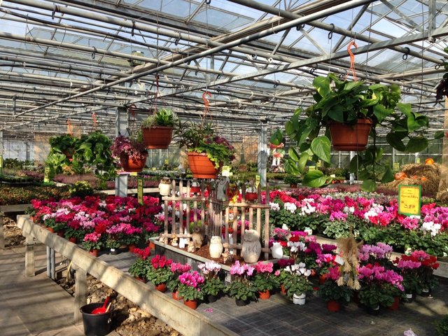In der Gärtnerei Stefen findet man ein riesiges Angebot | Foto: Guido Rösgen