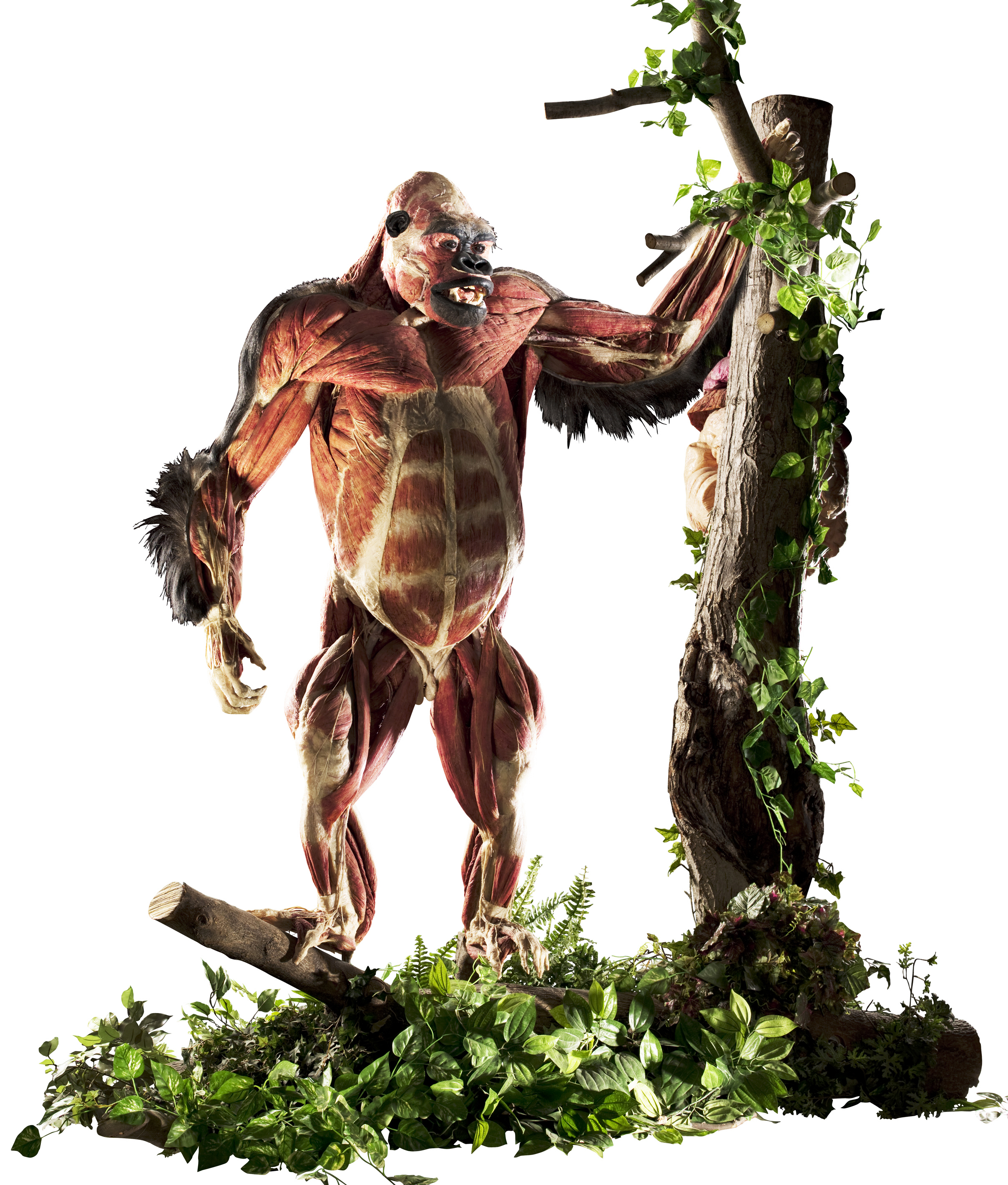 Der lebensgroße Gorilla gehört zu den Exponaten, die Gunther von Hagens in der Ausstellung Körperwelten der Tiere in Bochum präsentiert. Fotos: Institut für Plastination, Heidelberg