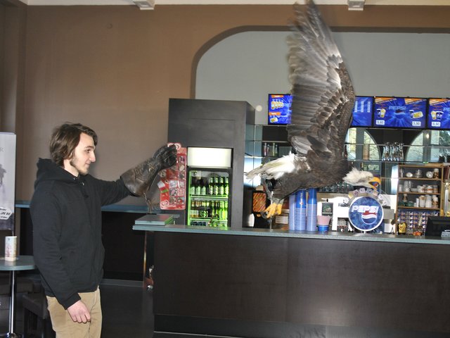 Stadtspiegel-Praktikant David Fröhlich ließ sich nicht zweimal bitten und ließ "Alaska" auf seinem Arm starten, landen und fressen.