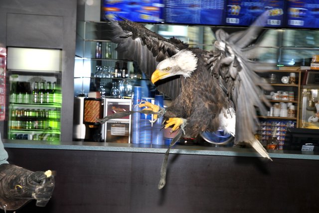 Im Eingangsbereich des Kinos zeigte das beeindruckende Tier auch auf kleinem Raum besondere Flugkünste.
