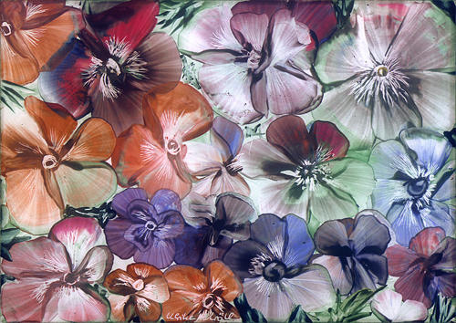 Sommerblüten- Encaustic