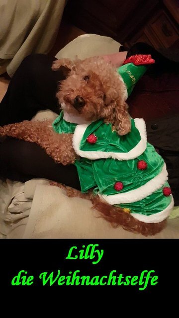 Lilly die Weihnachtselfe ... bittet alle zu kommen und den Geschichten zu lauschen und das Gladbecker Kinderhospiz zu unterstützen!!! DANKE!!!